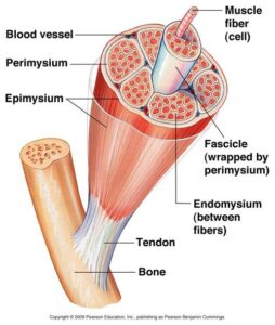 Fascia Image